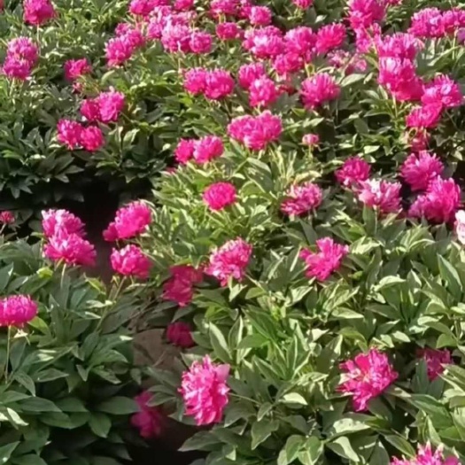 烧药花