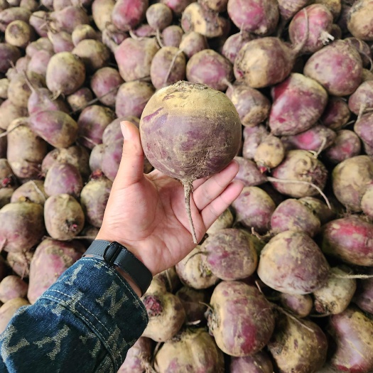 沛县甜菜根 新鲜红甜菜 全年现货供应市场、加工厂、出口商超