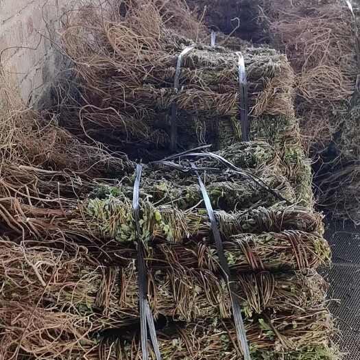 广州广东广州供应优质小叶鸡骨草中药材 全草类药材批发