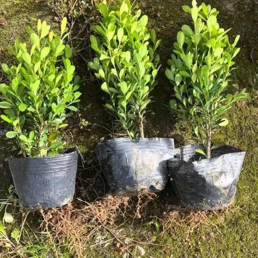 全國發(fā)貨 瓜子黃楊  大小葉黃楊綠化用苗 營養(yǎng)袋杯苗基地直銷
