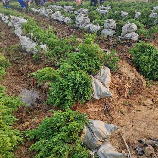 沭阳县基地大量出售高40-50厘米蜀桧也叫（塔柏）