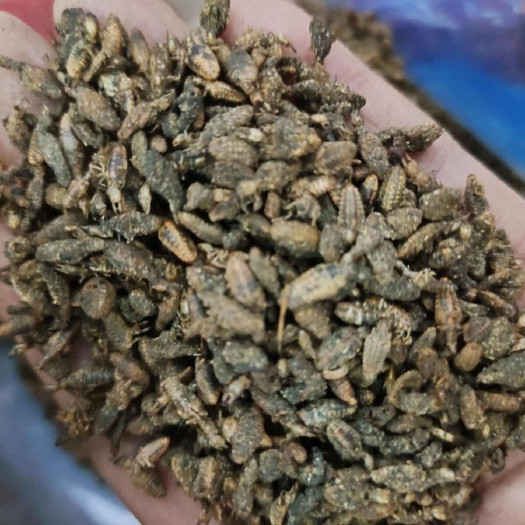 贞丰县金沙牛，蚁狮，地牯牛，干品。