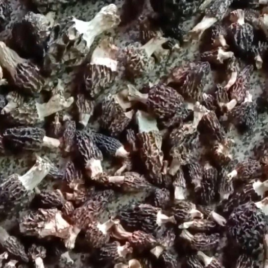 九寨沟大山羊肚菌