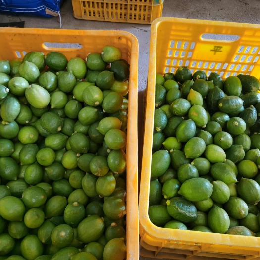云浮香味足山地果一级无籽广东香水柠檬 奶茶店专用 果园现摘现发