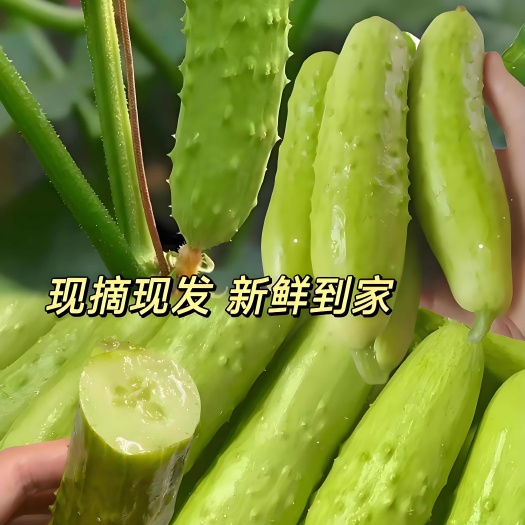 海阳市山东烟台海阳白玉黄瓜新鲜采摘绿色健康蔬菜瓜果