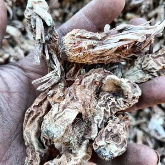 亳州知母中药材知母个子河北知母干个子大货供应，自己加工的无硫新货