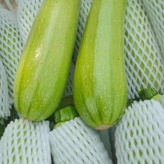 重庆市翠绿西葫芦