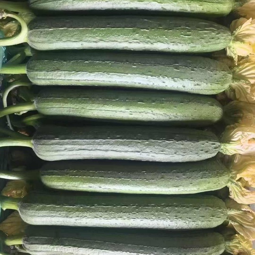 南通精品油皮丝瓜！上下一样！产地直发！量大从优！欢迎来电咨询！