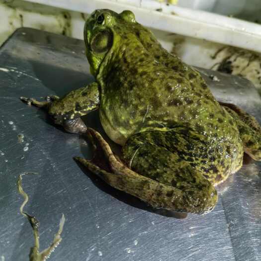 佛山雪晖生物国标无抗牛蛙
