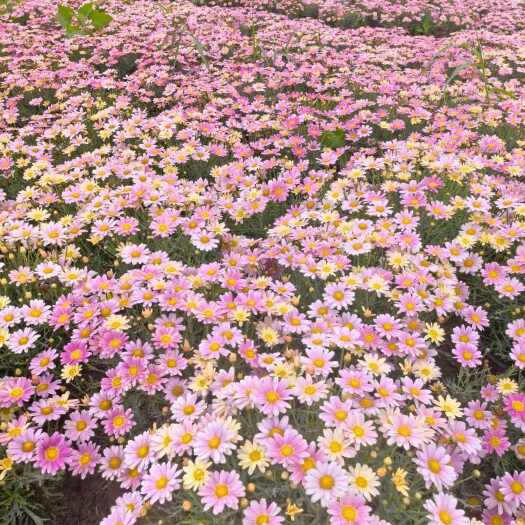 西安时令草花大量供应量大价优