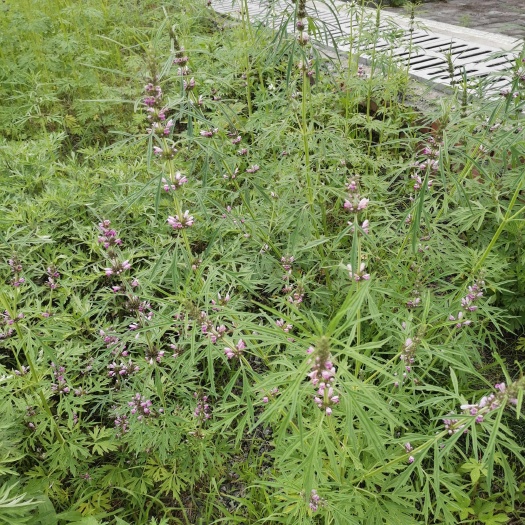 江西赣州石城优质干益母草中药材全草批发零售