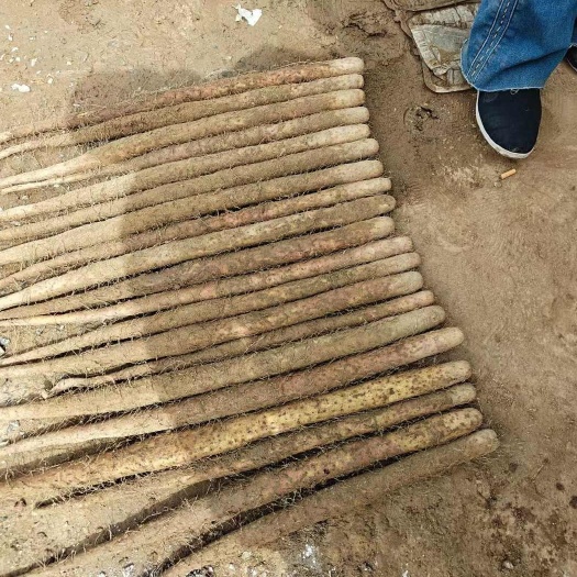 蠡县双棒山药   中粗偏上   整体5678