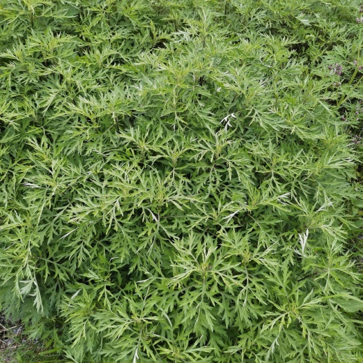 江西赣州石城优质干艾草中药材批发供应