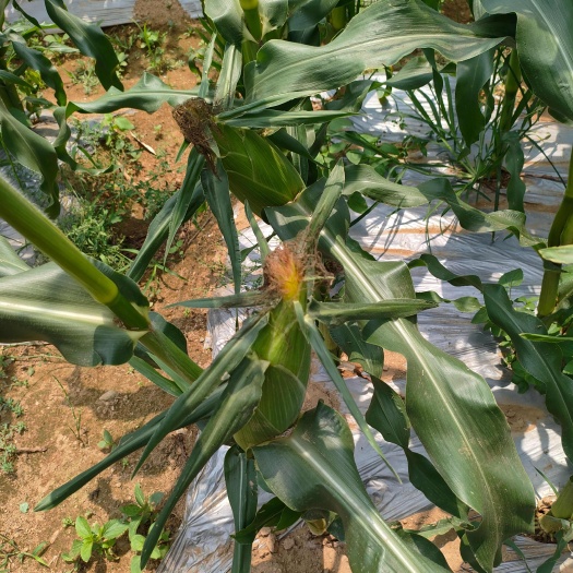 芒市双色玉米工厂货电商货，市场货都有讲的是公斤给价农户就卖货量足