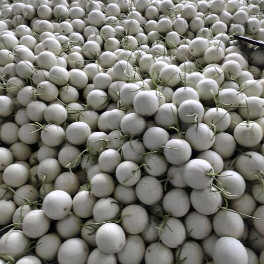 莘县玉菇甜瓜大量有货价格不高