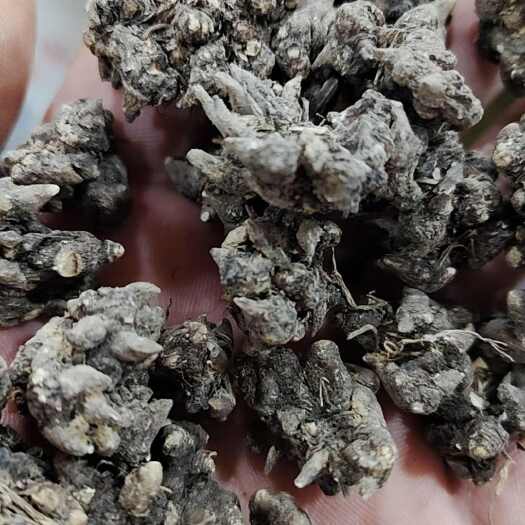 广州猫爪草