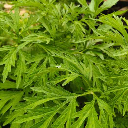 光山县新货益母草，颜色青，纯叶，手选货。