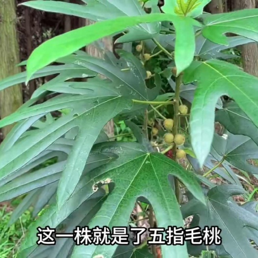 高州市农家山采五指毛桃