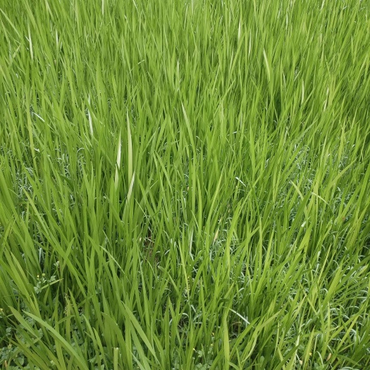 兴仁市水菖蒲