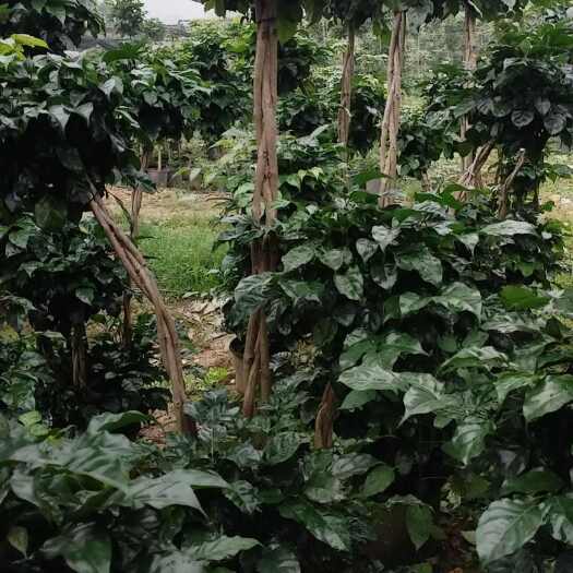 四会市造型多层幸福树，新品种绿宝