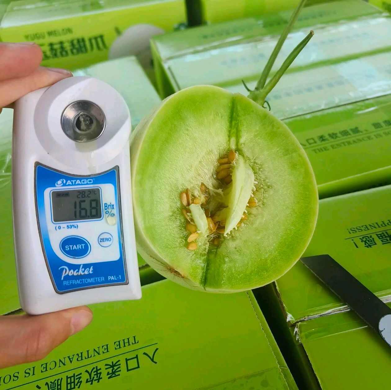 冰淇淋玉菇甜瓜一件代发 对接电商 社团私域 档口商超 直播