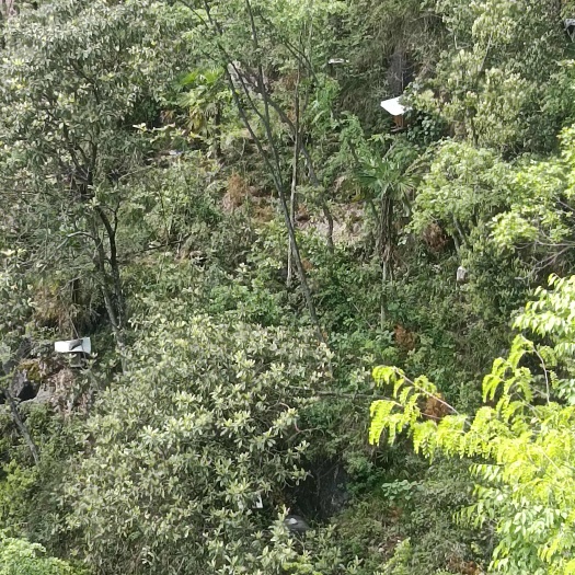 松桃县苗家土蜂蜜
