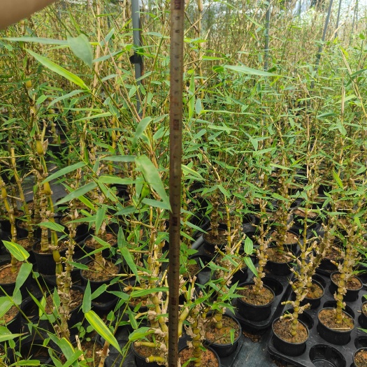 南靖县富贵金丝佛肚竹网红竹子绿植室内盆景客厅老桩盆栽四季常青好