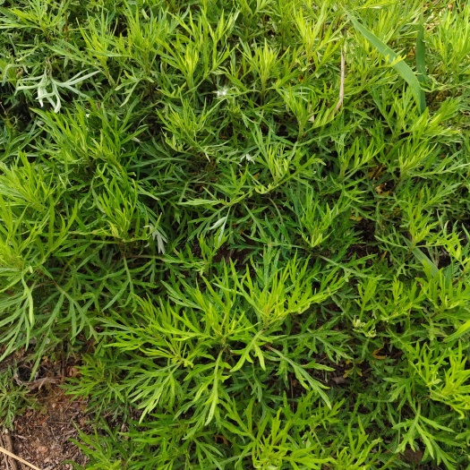 艾蒿，新货，颜色青，无杆手选货。