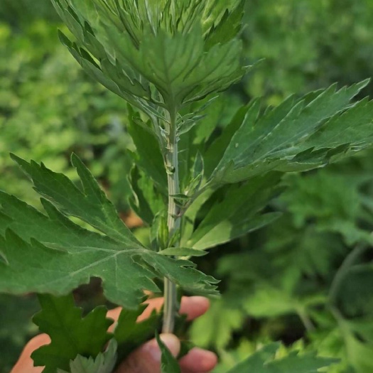 南召县端午节新鲜艾草定制加工