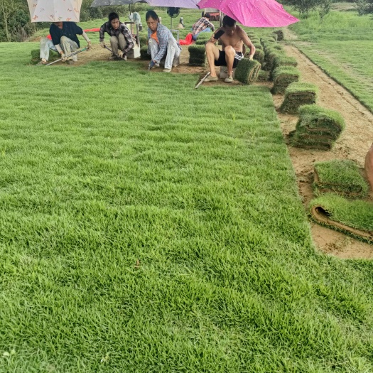 郴州草