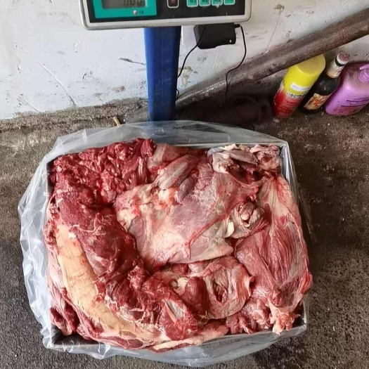 西安牛四分体全牛
