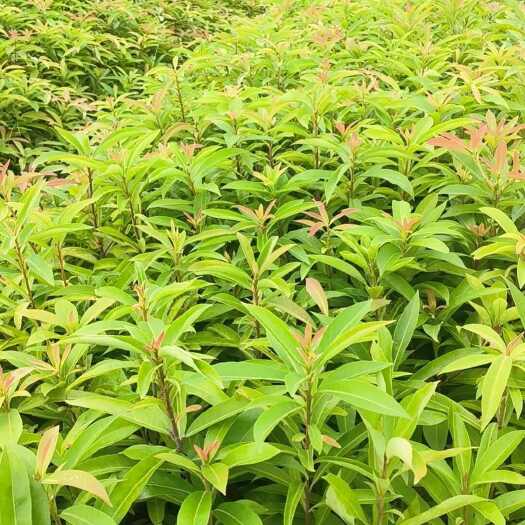 广州木荷