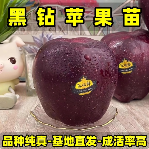正品黑钻苹果苗 品种纯真 基地现起现发 成活率高 提供技术