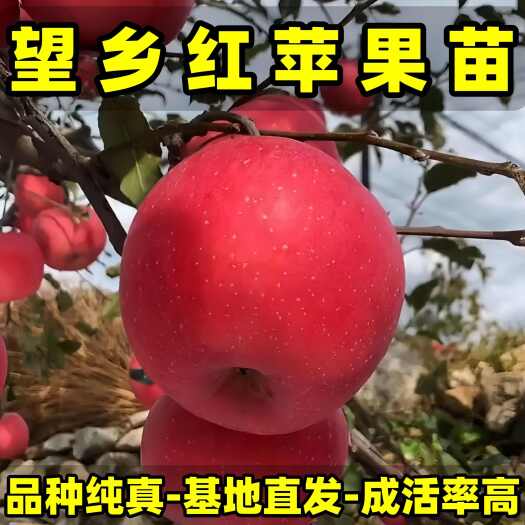 营口正品望乡红苹果苗 品种纯真 基地现起现发 成活率高 提供技术