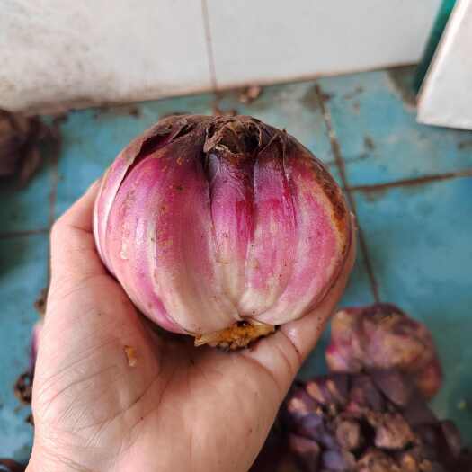 马边县紫百合是一种具有独特魅力和高观赏价值的植物，花为紫红色白色