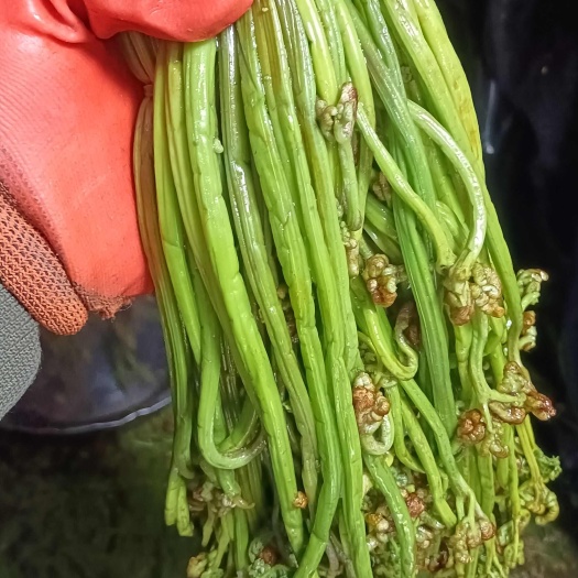 赫章县绿蕨菜腌制新鲜蕨菜绿色蕨菜欢迎对接合作产地直销安单生产