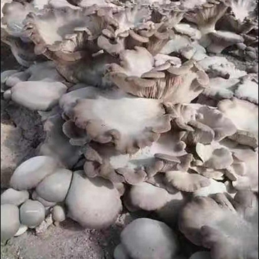 孟州市灵芝菇