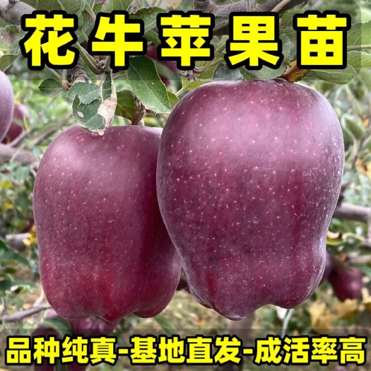 正品花牛苹果苗 品种纯真 基地现起现发 成活率高 提供技术
