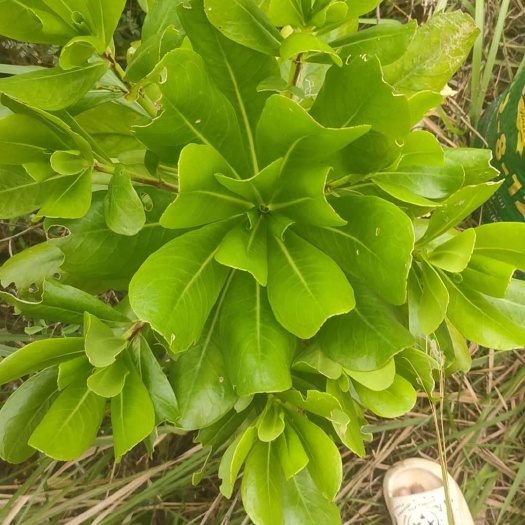 草海桐