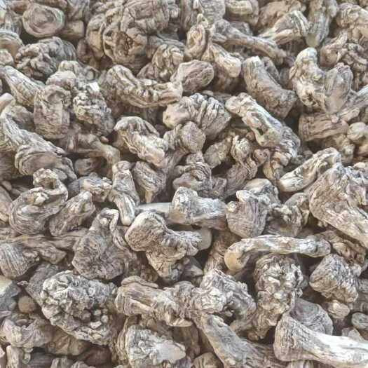 甘洛县当归头  当归头片