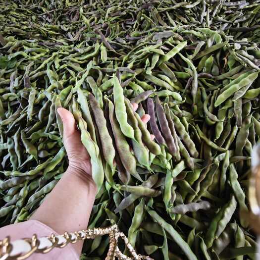 聊城紫花油豆