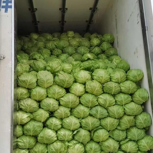 博爱县河南圆包菜，基地直供，保质保量，视频看货，线上保障交易