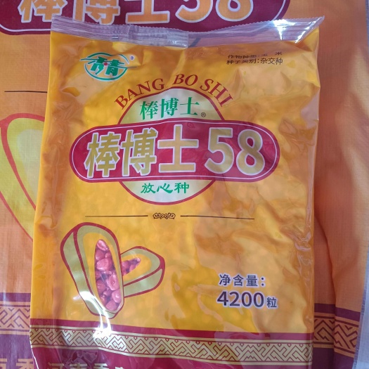 郑州棒博士58玉米种子红轴玉米矮杆玉米种棒博士58