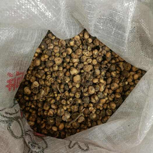 郸城县元胡，止痛良药，中药