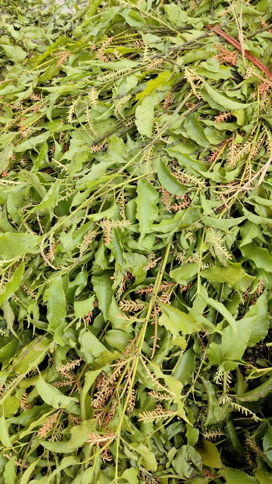 山乌桕寄生，纯自然晒干，大量有货