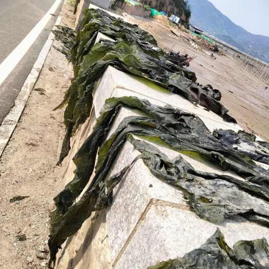 霞浦县霞浦海带