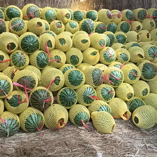 蒲城县陕西蒲城938/金乐丰小西瓜大量接单中，品质有保证，货源充足