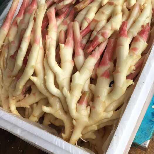 合浦县广西，红芽嫩姜