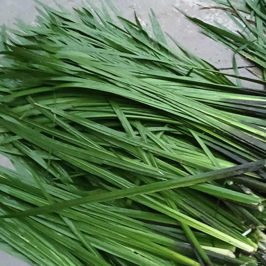 武冈市湖南邵阳武冈市优质中药材水菖蒲根茎批发供应。端午节菖蒲