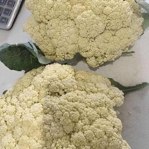 嘉祥县菜花，散花
